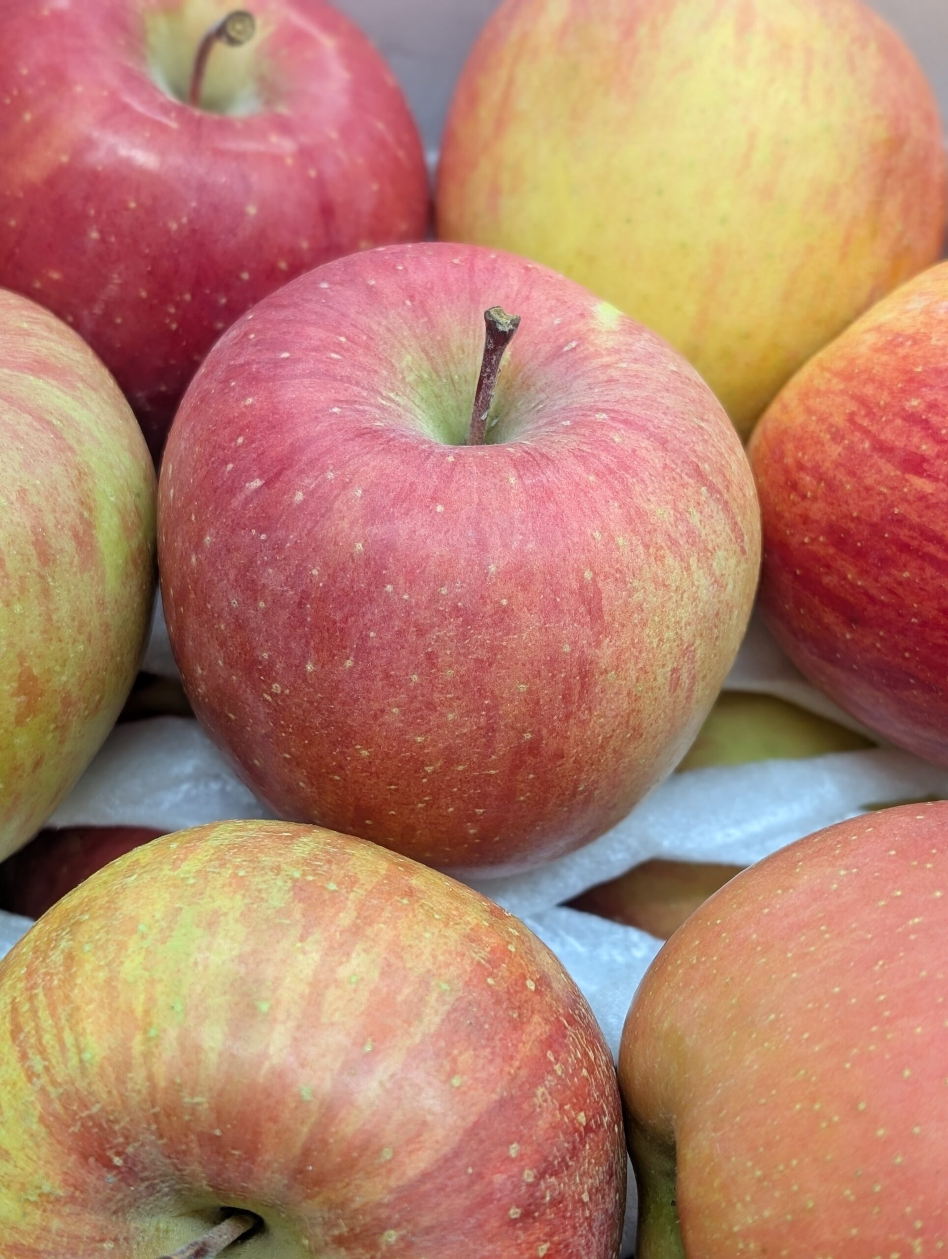 さんま亭加藤様よりリンゴを頂きました